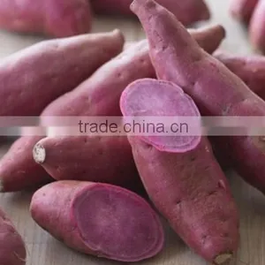 Japanese Fresh Sweet Potato thumbnail-2