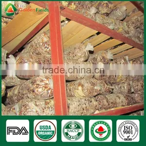 Mushroom Seller Fresh Dried Shiitake Mushroom Growing Log Shiitake Mushroom Spawn for Mushroom Farm thumbnail-4