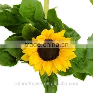 Hot Selling Fresh Cut Sunflower Flower From Yunnnan thumbnail-2