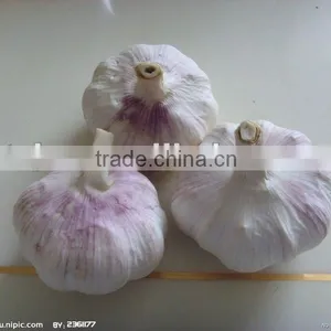 Sell Fresh Garlic thumbnail-1