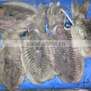 Cuttle Fish Whole Round thumbnail-1