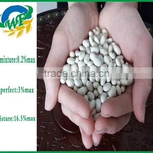 Chinese White Kidney Beans (japanese Type) thumbnail-3