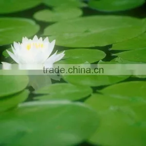 Lotus Leaf P.E. Green Powder Extract Nuciferine 10%, thumbnail-1