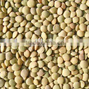 Green Lentil thumbnail-1