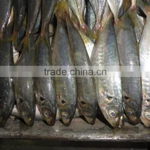 Indo Pacific Mackerel ( Short Body Mackerel) thumbnail-6