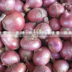 Fresh Red Onion thumbnail-1