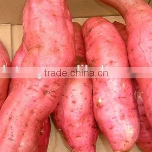 New Frozen Sweet Potatos Bulk Order for Sale thumbnail-1