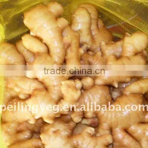Chinese Fresh Ginger Price Farmland thumbnail-1