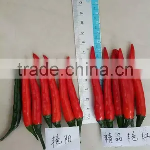 Hybrid F1 Red Hot Chili Seeds For Sale-Bright Sunshine thumbnail-3