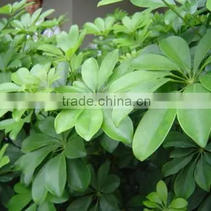 Evergreen Foliage Outdoor Landscaping Decorative Ornamental Plants Schefflera Octophylla (Lour.) Harms thumbnail-2