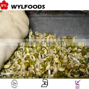 High Quality Frozen Soybean Sprout 2015 Best Price thumbnail-5