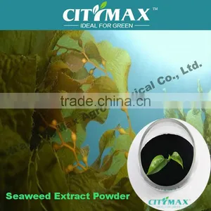 Ascophyllum Nodosum Dried Kelp Powder thumbnail-1