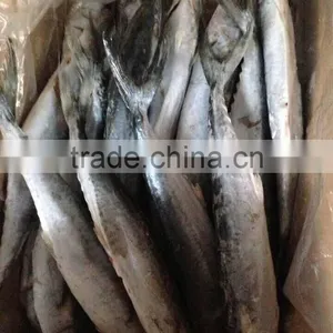 Frozen Spanish Mackerel thumbnail-1