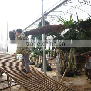 Trachycarpus Fortunei Potted Plants thumbnail-1