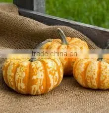 Pumpkin Seed Extract thumbnail-1