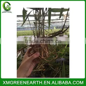 PHYLLOSTACHYS PUBESCENS -- Moso Bamboo Small Plant in Plastic Pots (4) thumbnail-2