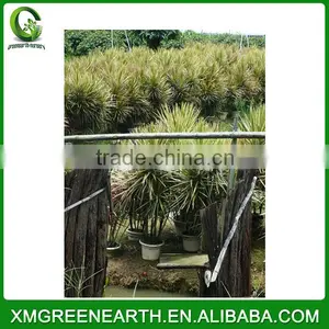 Dracaena Fragrans thumbnail-2