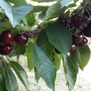 Santina Cherry Seedling thumbnail-1