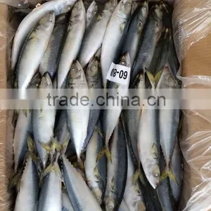Frozen Scomber Japonicus With Size 6 -8 Pcs / kg thumbnail-1