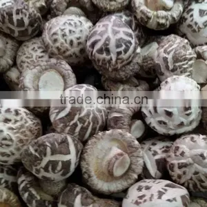 White Flower Dry Mushroom With FDA thumbnail-1