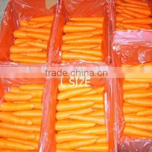 200g-250g Bulk Vegetables/fresh Sweet Carrot thumbnail-1