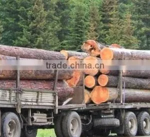 RUSSIAN Timber Log / Sawlogs /Wood Round Logs / Lumber /PINE / SPRUCE / LARCH / BIRCH thumbnail-2