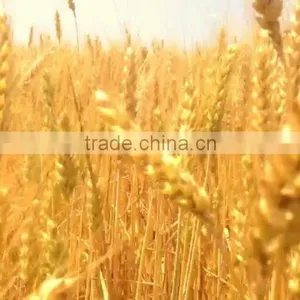 WHEAT thumbnail-2