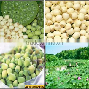 LOTUS SEEDS - HIGH QUALITY AND GOOD PRICE thumbnail-1
