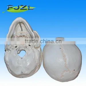 Skeleton Human Skull Model( 3 Parts) for Medical Teaching thumbnail-2