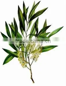 Tea Tree Oil (Complying to BP/USP) thumbnail-1