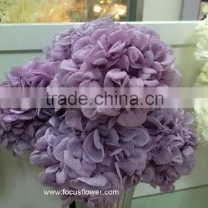 Wholesale Preserved Flower White Hydrangea With High Quality thumbnail-1