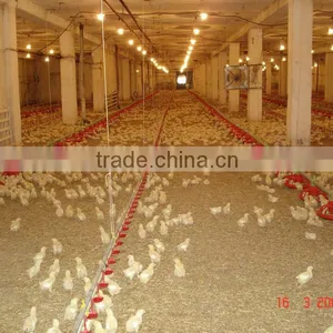 Feeding System for Broiler Raising Equipment thumbnail-1