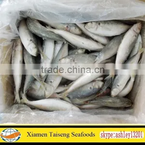 Frozen Round Scad Fish With Size 8-10 for Philippines thumbnail-1