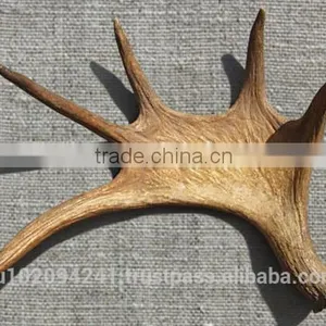 Dry Elk Antlers thumbnail-5