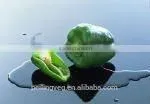 Green Fresh Bell Pepper From China Farmland thumbnail-2