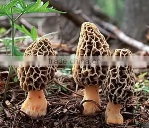 Organic Morels Conica Mushroom Dried Morel thumbnail-2