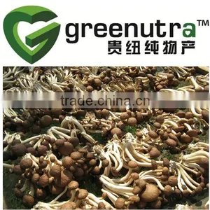 Agrocybe Chaxingu Extract thumbnail-1