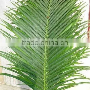 Chrysalidocarpus thumbnail-1