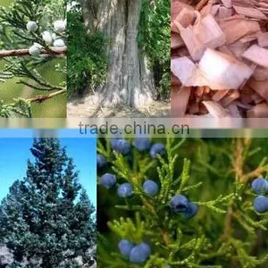 Cedar Wood Oil Double Distilled Bulk Quantity thumbnail-2