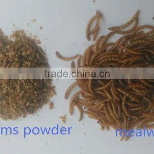 Dried Mealworms Powder /Tenebrio Molitors for Pets thumbnail-2