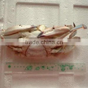 Frozen Quality Cooking Crabs thumbnail-1