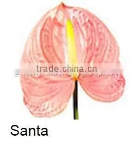 Fresh Cut Flower ANTHURIUM Santa thumbnail-1