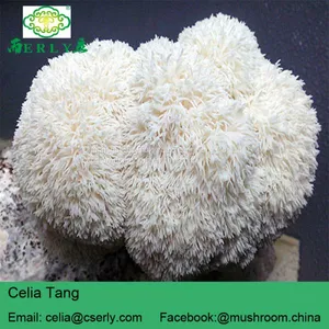 Mushroom Professional Manufacturer Supply Lions Mane Mushroom thumbnail-5