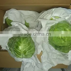 Hot Sale High Quality Fresh Cabbage Green/Red Cabbage thumbnail-3