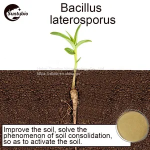 Bacillus Laterosporus thumbnail-5