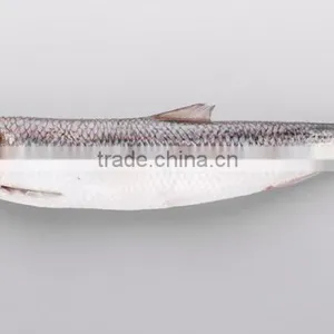 WR Frozen Sardines thumbnail-2