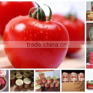 High Quality With Best Price 425g Tomato Paste 28% to 30% thumbnail-1