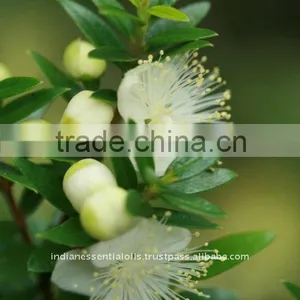 Myrtile Essential Oil thumbnail-1