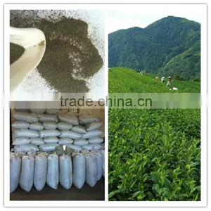 Cheap Green Tea Fanning/green Tea Dust/green Tea Powder thumbnail-1