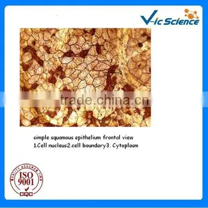 Lab Accessories Biological Teaching Tissue Histology Prepared Slides thumbnail-1